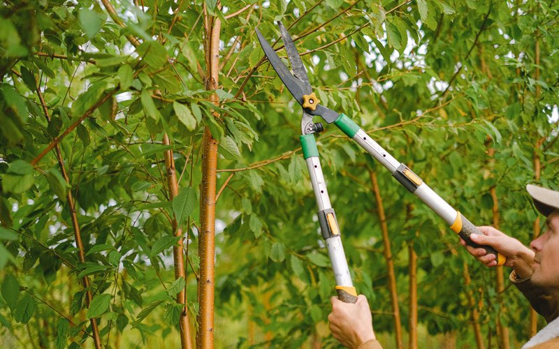 Tree trimming in Littleton, IL